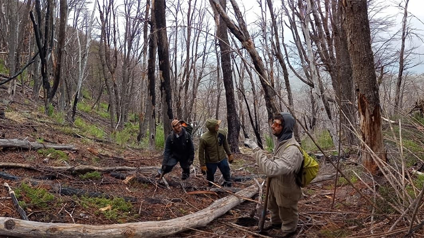 trabajos en Cholila, tras los incendios del 2015